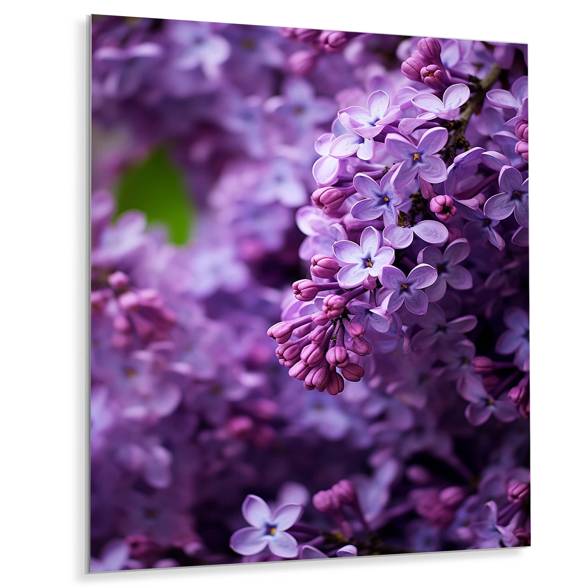Designart "Purple Lilacs Fragrant Blossoms IV" Floral Metal Wall Art